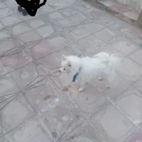 واگذاری پامر