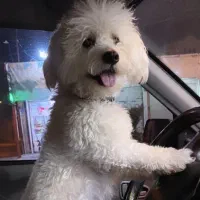 سگ پودل تریر گم شده