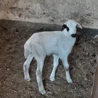 سلام بره شیری