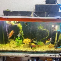 آکواریوم با تمام وسایل|ماهی|اصفهان, شفق|دیوار