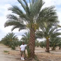 نخل تنه دار اردنی طلایی در سایزهای مختلف