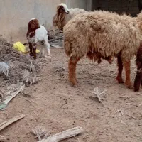 گوسفند|حیوانات مزرعه|باوی, |دیوار