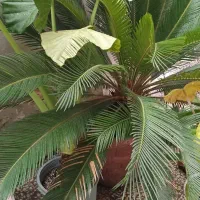 فروش درخت سیکاس|گل و گیاه طبیعی|رودسر, |دیوار