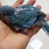 جوجه راهب آبی سرلاکی