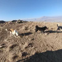 دو عدد سگ|سگ|لردگان, |دیوار