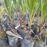 فروش پالم واشنگتن تنه قرمز نایلکسی|گل و گیاه طبیعی|رودسر, |دیوار