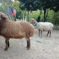 گوسفند با بره نر