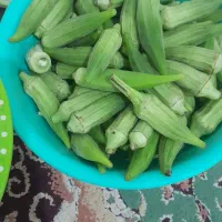 بامیه تازه چین