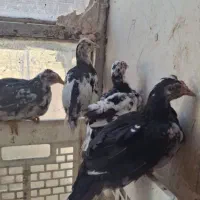 جوجه نیمچه گلین