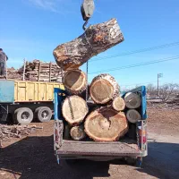 پاکسازی درختان حیاط وباغچه