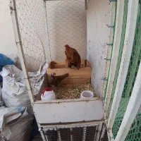 مرغ وخروس سبرایت گلد|حیوانات مزرعه|محمدشهر, زیبادشت|دیوار