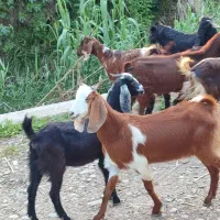 گوسفند  بز آبستن نژاد پاکستانی همه جوان