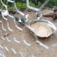 اردک و قو غاز و غاز اسرائیلی|حیوانات مزرعه|هچیرود, |دیوار