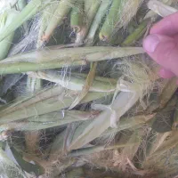 پوست بلال|لوازم جانبی حیوانات|همدان, |دیوار