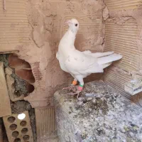 پرنده گرفتنی