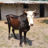 گاو و گوساله