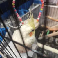 عروس هلندی جفت نر و ماده 7ماهه|پرنده|کرج, برغان|دیوار