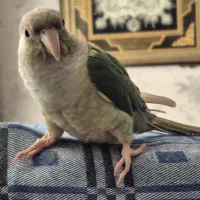 گرینچیک نر و ماده|پرنده|کرج, گلشهر|دیوار