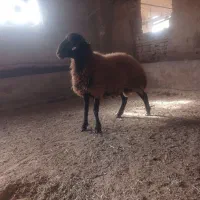 شیشک قوچ همو