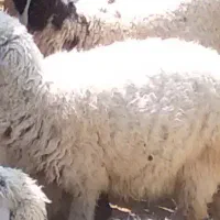 بره رگایی