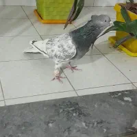 کفتر