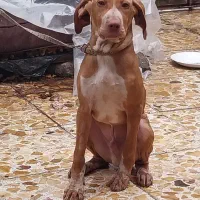 حیوانات سگ شکاری