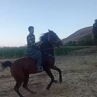 مادیون گم شده|اسب و تجهیزات اسبسواری|فارسان, |دیوار