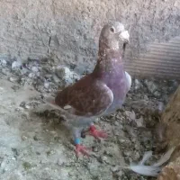 کفتر مسافتی پلاکی المانی قورگی