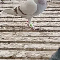 جفت مسابقه دهنده مسعود مالکی