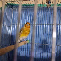 سهره قناری لر بخون شلاقی