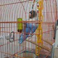 طوطی برزیلی وقفس همستر|پرنده|رشت, جانبازان|دیوار