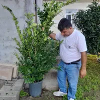 یاس هلندی باکیفیت قیمت ۸۰۰