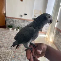 کاسکو دم قهوه ای|پرنده|فردوس (خراسان), |دیوار