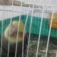 پرنده عروس هلندی نر آماده زرنگ|پرنده|کورین, |دیوار