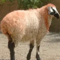 بره چاق