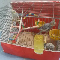 عروس هلندی نر و ماده