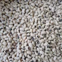 فروشی فوری لپه ی لوبیا برای تمامی مصرف کننده گان|عمدهفروشی|شیراز, شهرک ترکان|دیوار