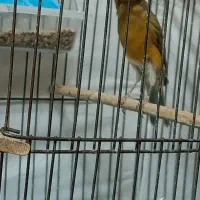 قناری سبز چمنی نر