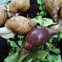 خاویاروکرم وصابون حلزون فروشی|خزنده|کرج, شاهینویلا|دیوار