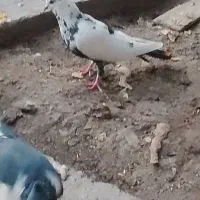 کبوتر تهرونی تر سرور نر دم سیاه ماده چینی|پرنده|اصفهان, راران|دیوار