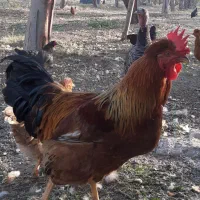 هشدرخان|حیوانات مزرعه|مشگین شهر, |دیوار