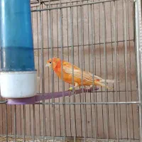 قناری نروماده سرخ  آماده تخم گذاری