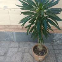 گل ماداگاسکار