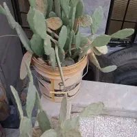 کاکتوس میوه دار|گل و گیاه طبیعی|قم, شهرک فاطمیه|دیوار