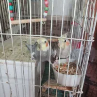 عروس هلندی مولد