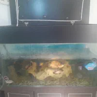 فروش آکواریوم باچهار عدد فیلتر ویک عدد هیتر باسنگ