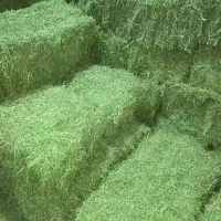 اسب یونجه ساقه درشت و ساق ریز مخصوص اسب|اسب و تجهیزات اسبسواری|خرمآباد, |دیوار