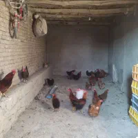 مرغ محلی