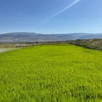 برنج کامفیروزی
