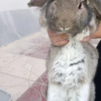 حیوان خانگی